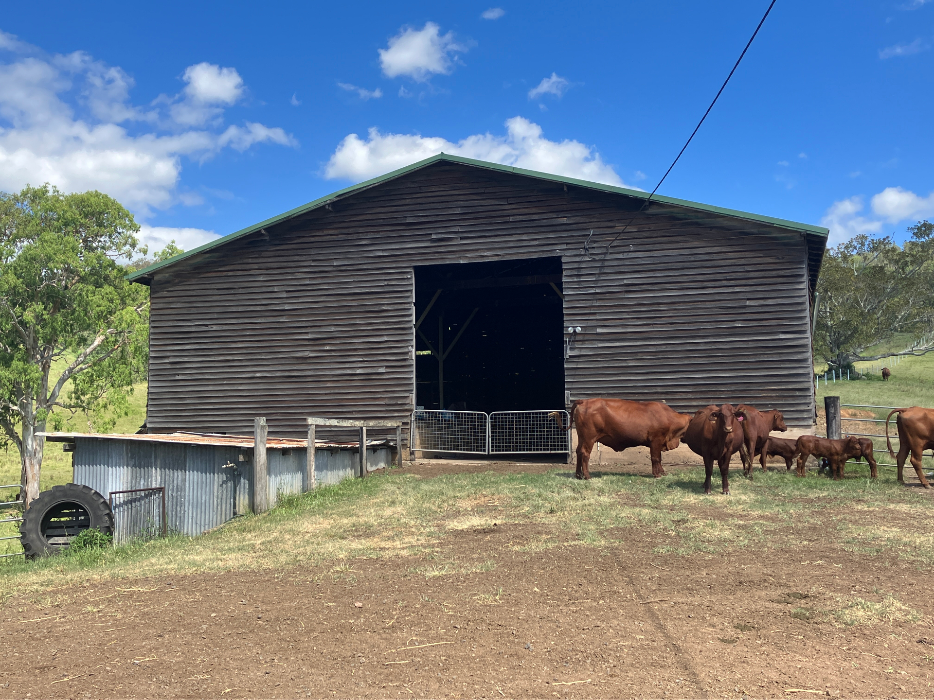 A timber barn with cattle gathered in the yard under a wide blue sky